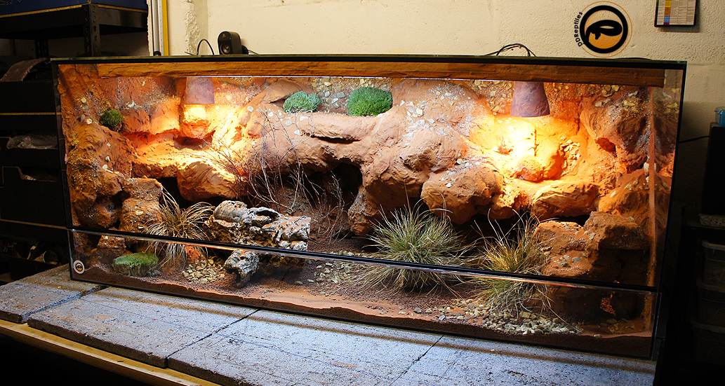 Lizard Tank Decorations: Crafting the Perfect Habitat for Your Scaly Friend