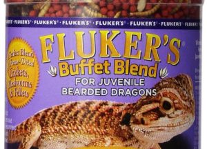 Buy Live Bearded Dragon Food Online Buy Live Bearded Dragon Food Online