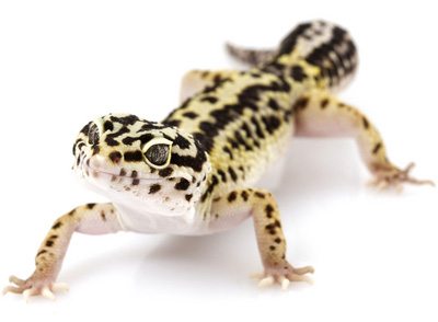 Top 5 Best Pet Lizards for Beginners