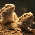 Should Bearded Dragons Live Together?