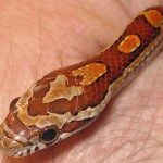 How big do corn snakes grow