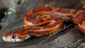 Corn Snake Starter Kits