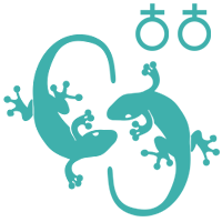 Can 2 male geckos live together
