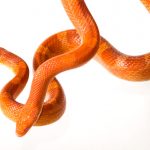 2 Corn Snakes