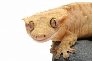 Crested Gecko Setup