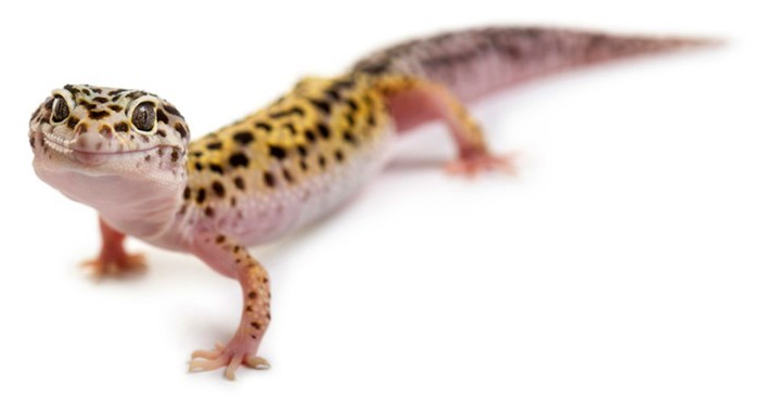 Leopard Gecko