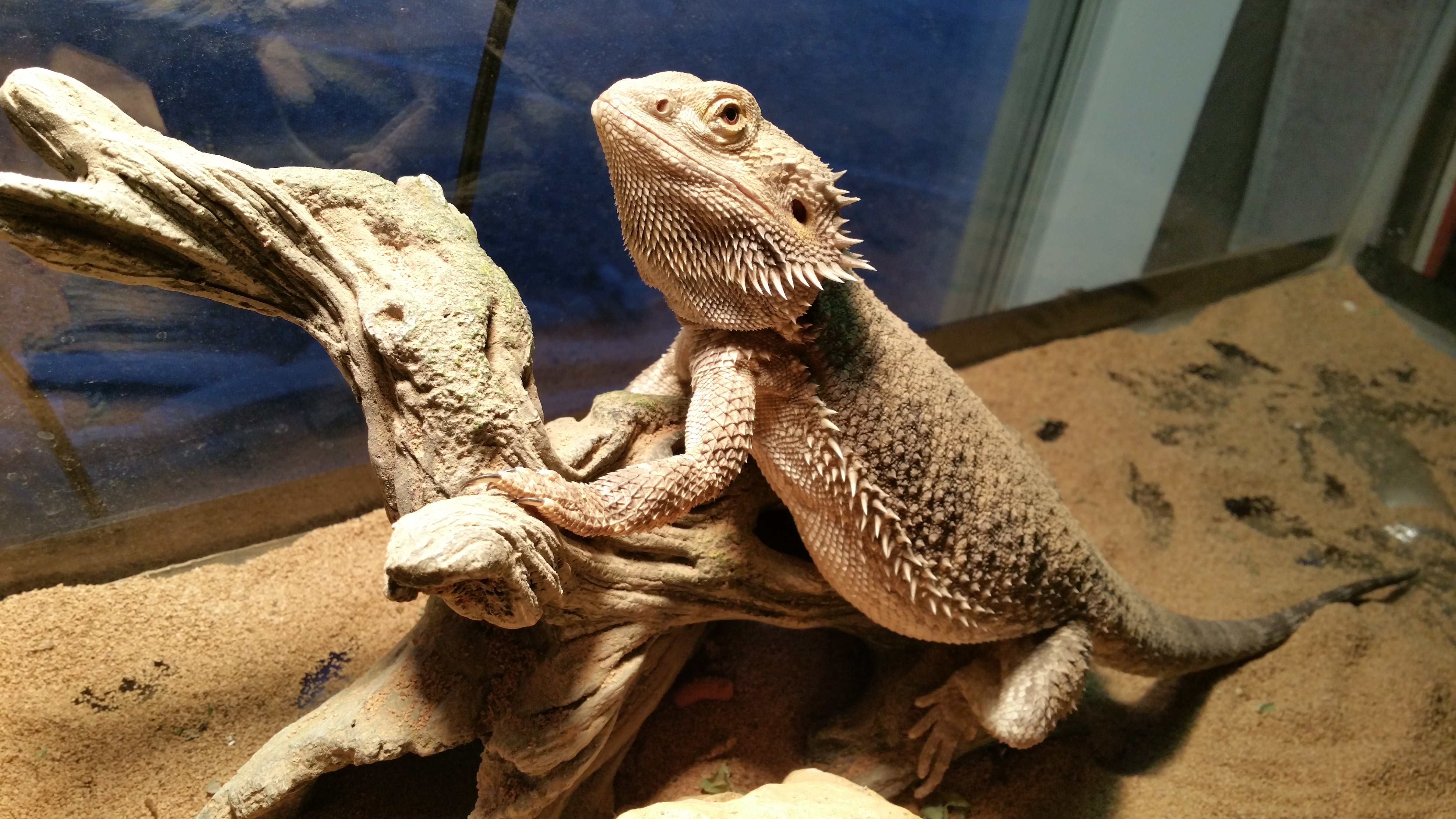 How Long Do Bearded Dragons Live? | Bearded Dragon Lifespan